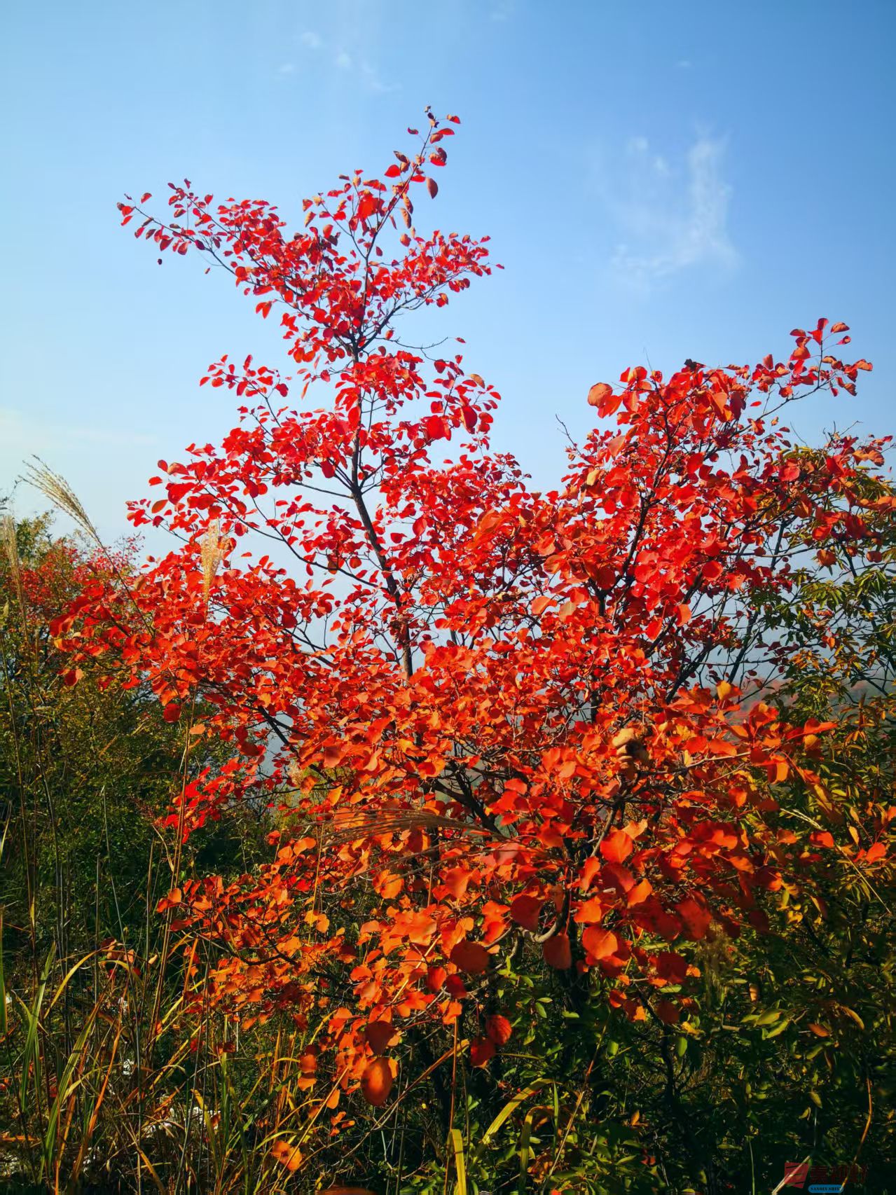 陕西富平赵老峪秋色【摄影李雪平】