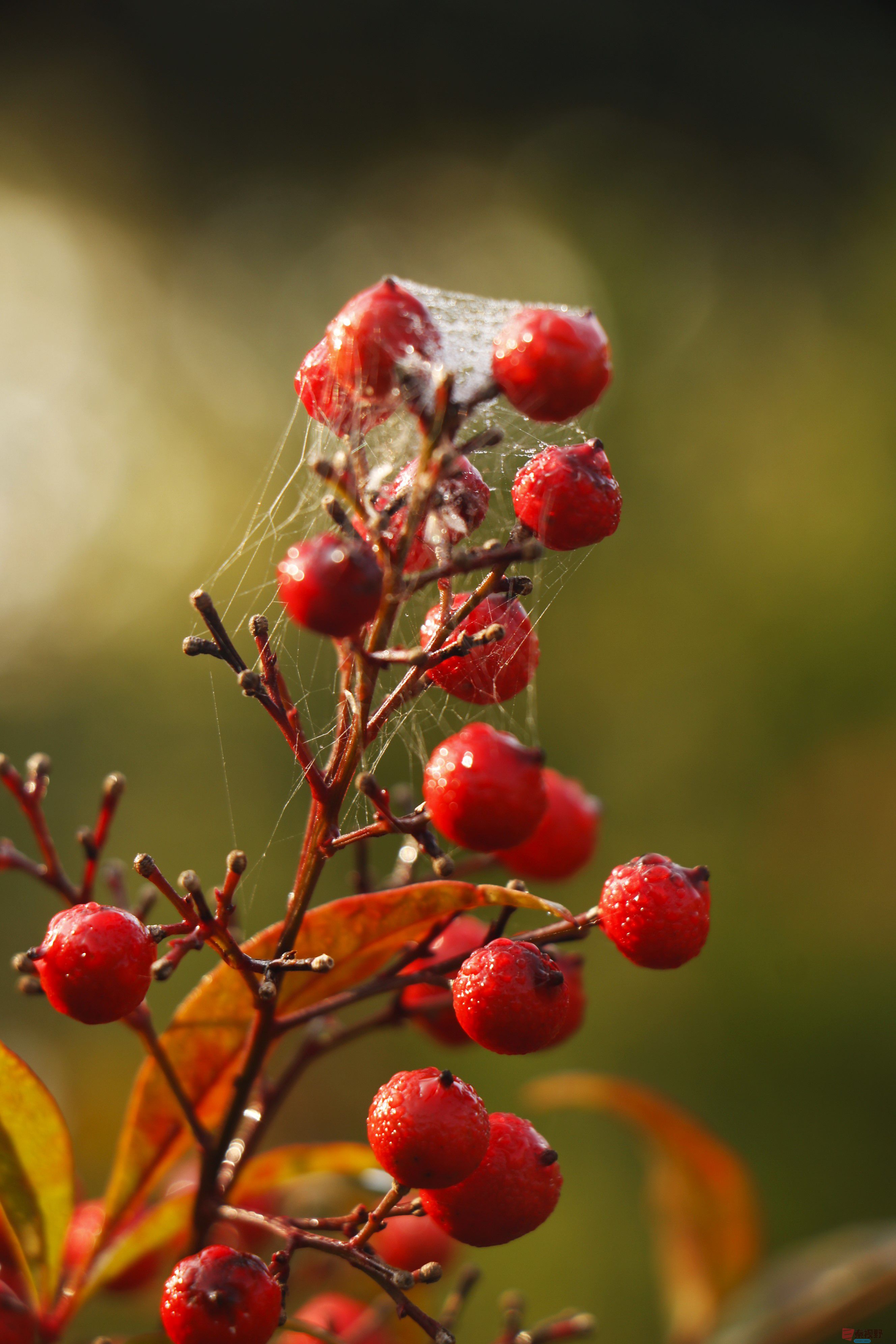 王顺利_20251102073611_1933_104 (2).jpg