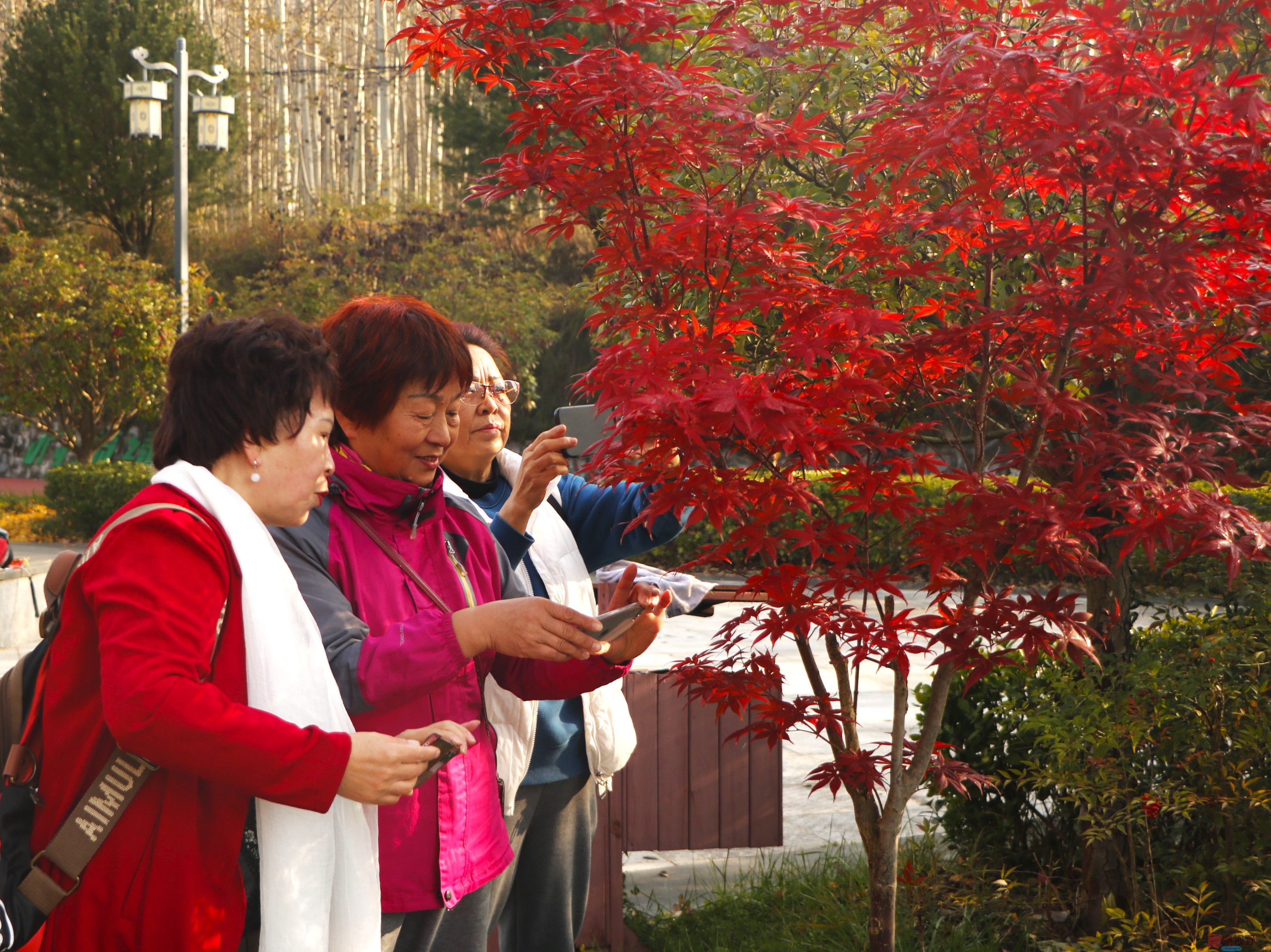 分享身边的秋日【摄影王顺利】
