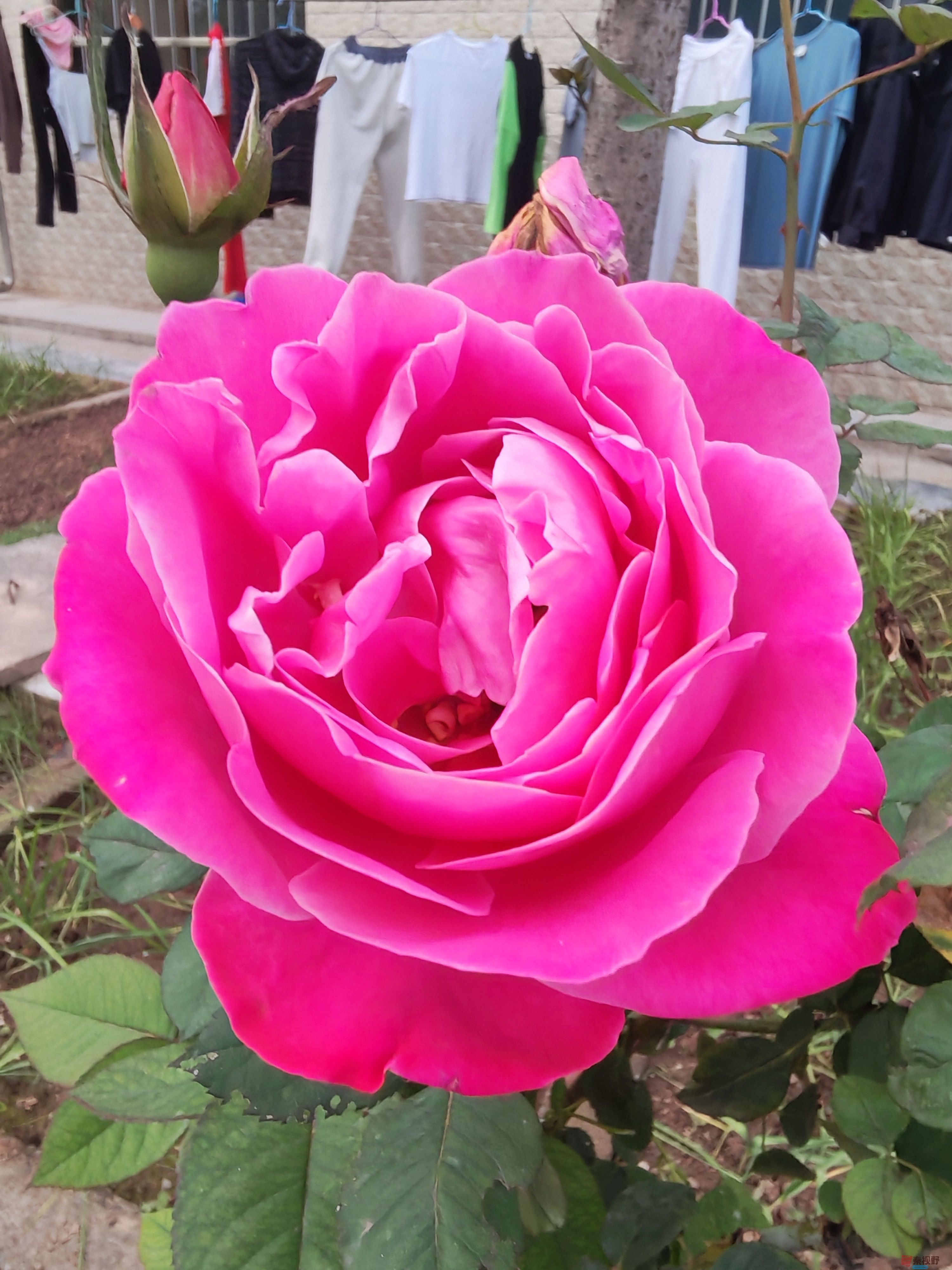 <strong>晚秋的月季花【手机摄影周春辉】</strong>