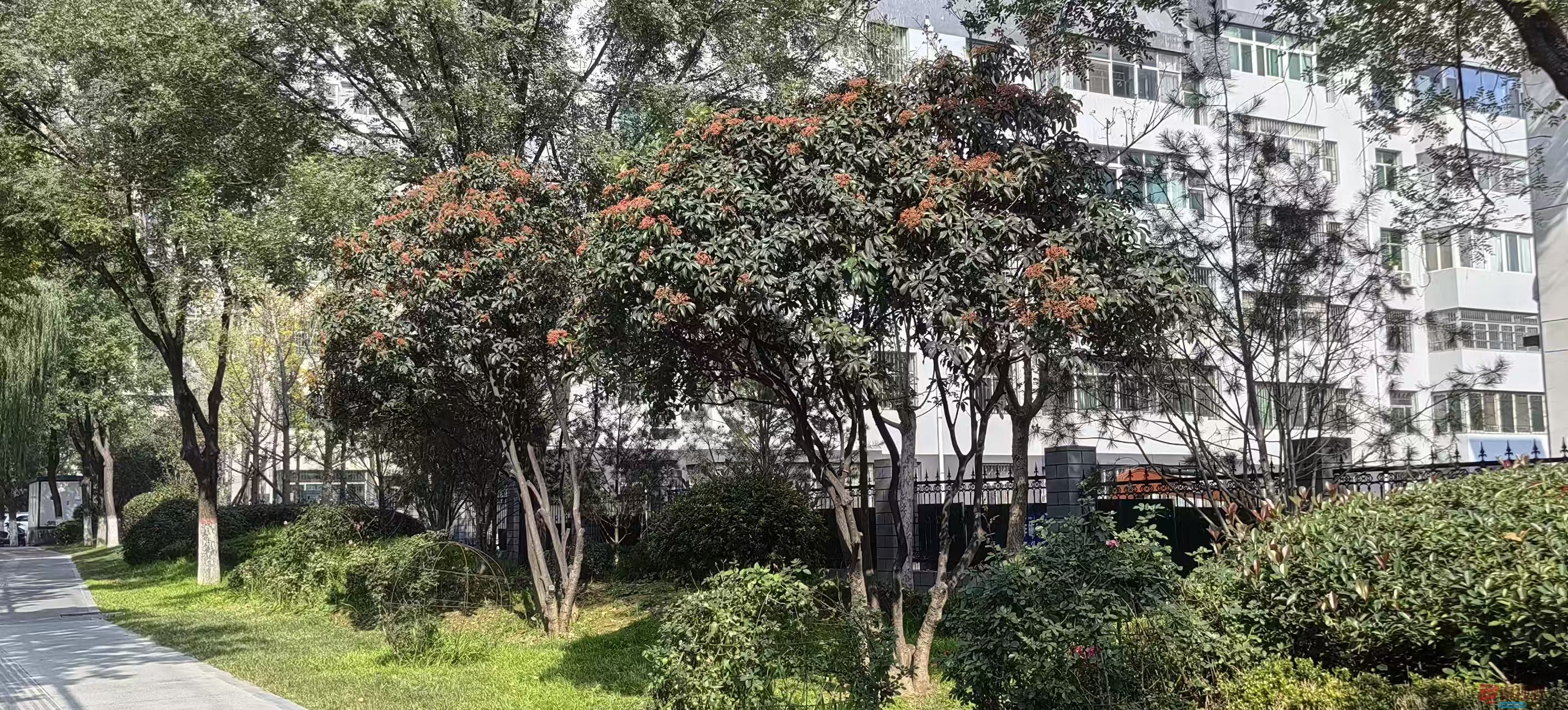 绿海雪塬_20251105214231_2769_463 (3).jpg