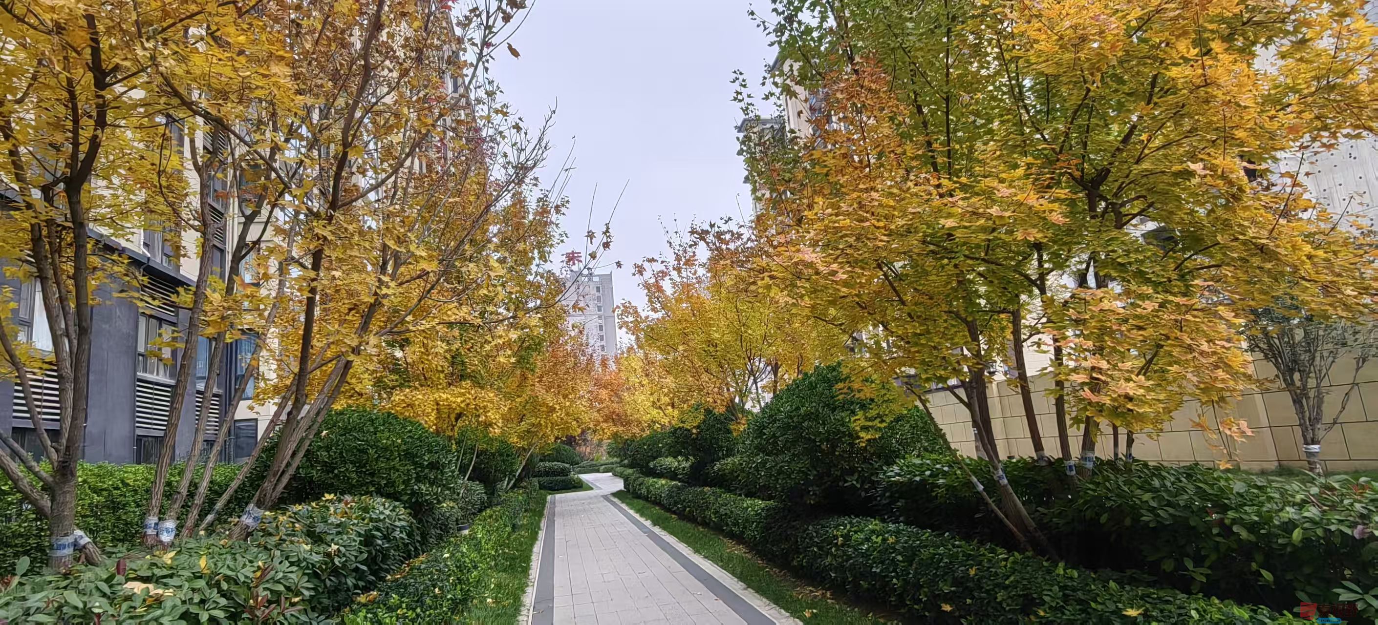 绿海雪塬_20251105214231_2769_463 (5).jpg