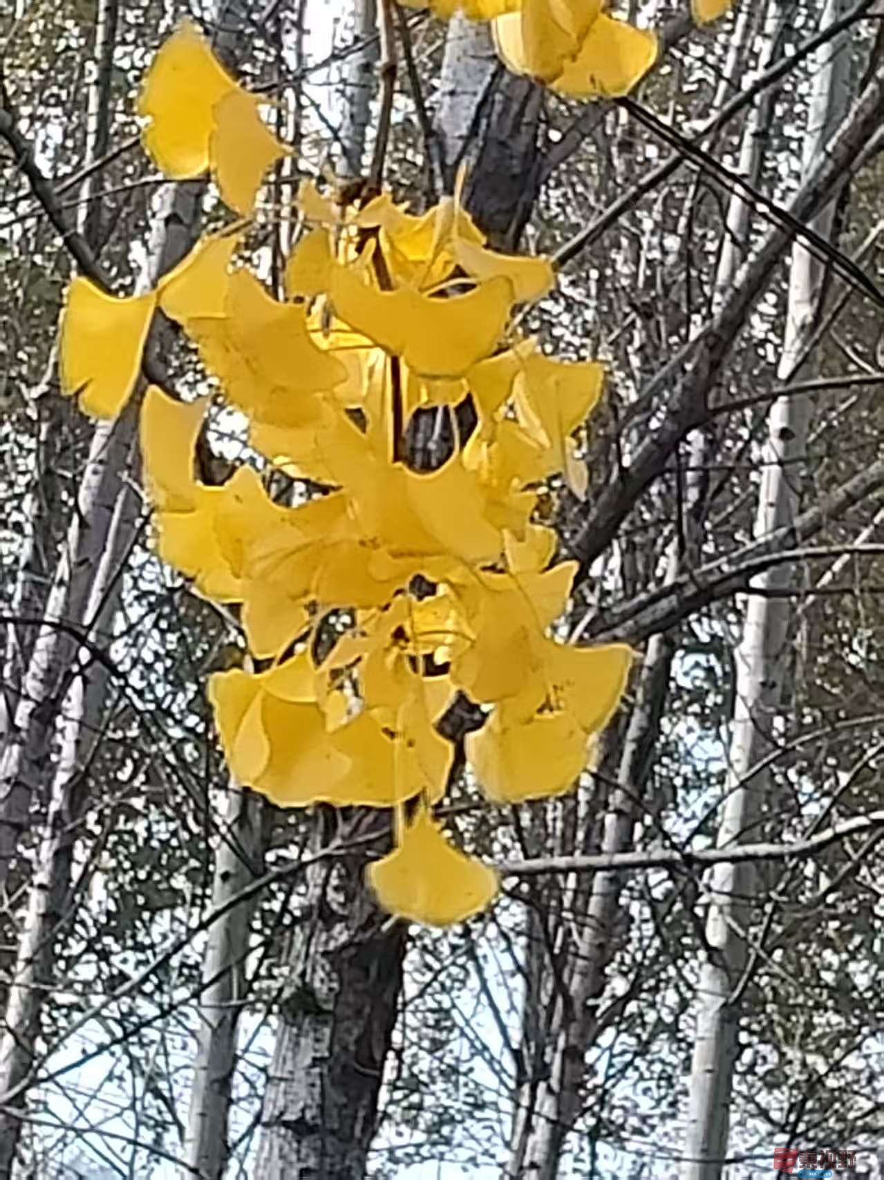 王顺利_20251105225250_2784_463 (3).jpg