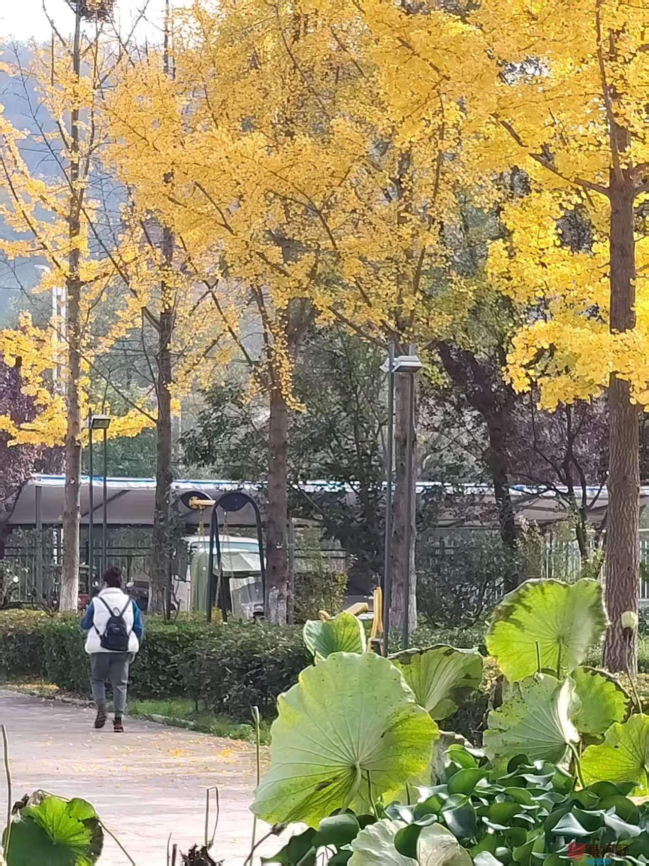 王顺利_20251105225250_2784_463 (5).jpg