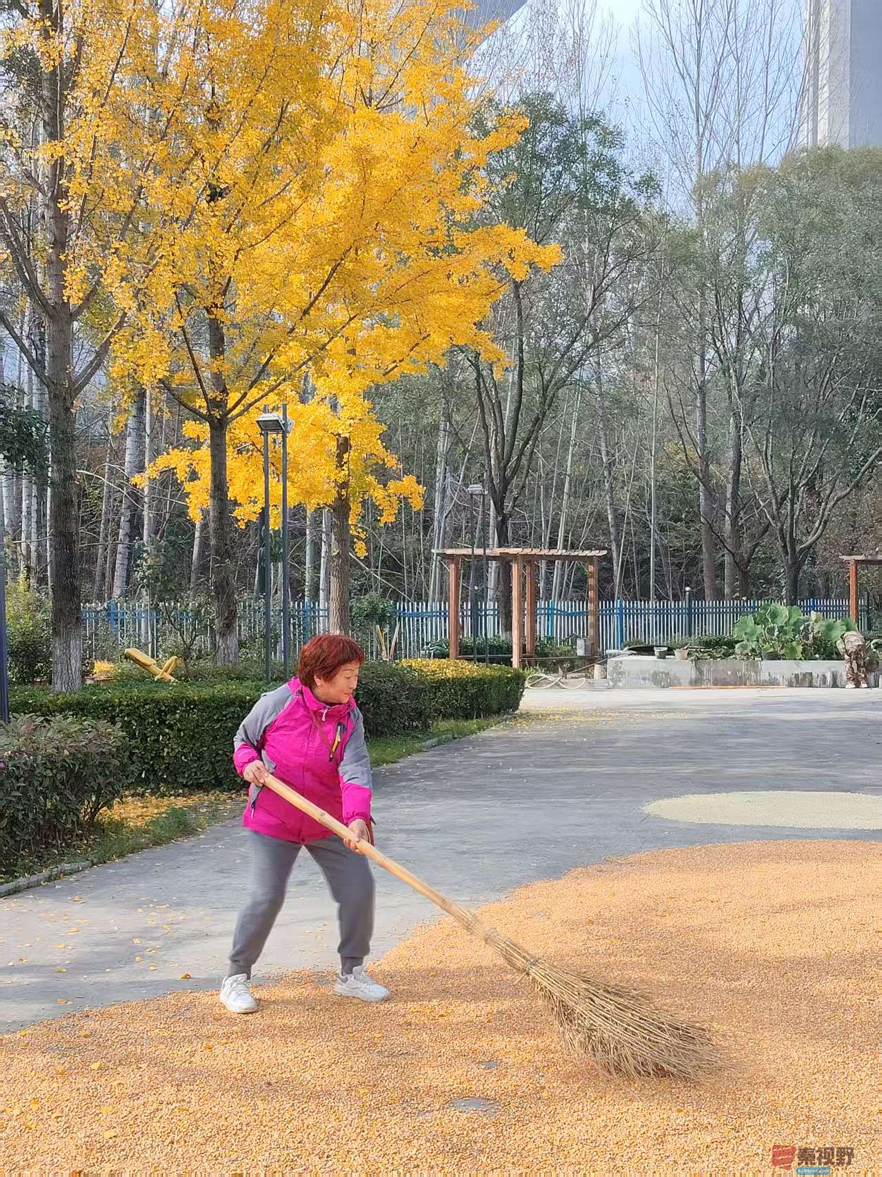 渭北秋日拾景【摄影王顺利】