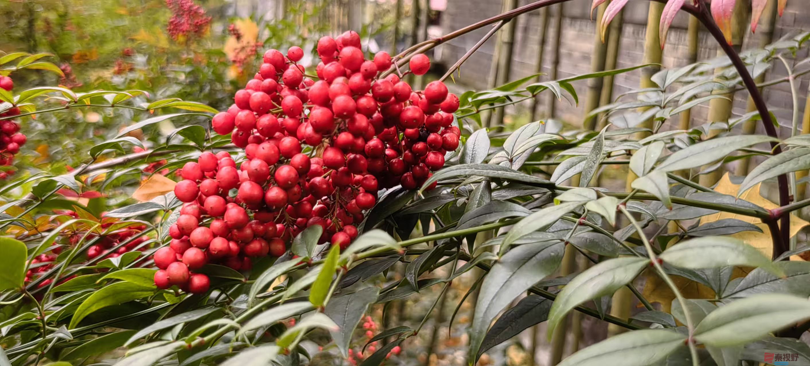 绿海雪塬_20251107105711_2885_463 (13).jpg