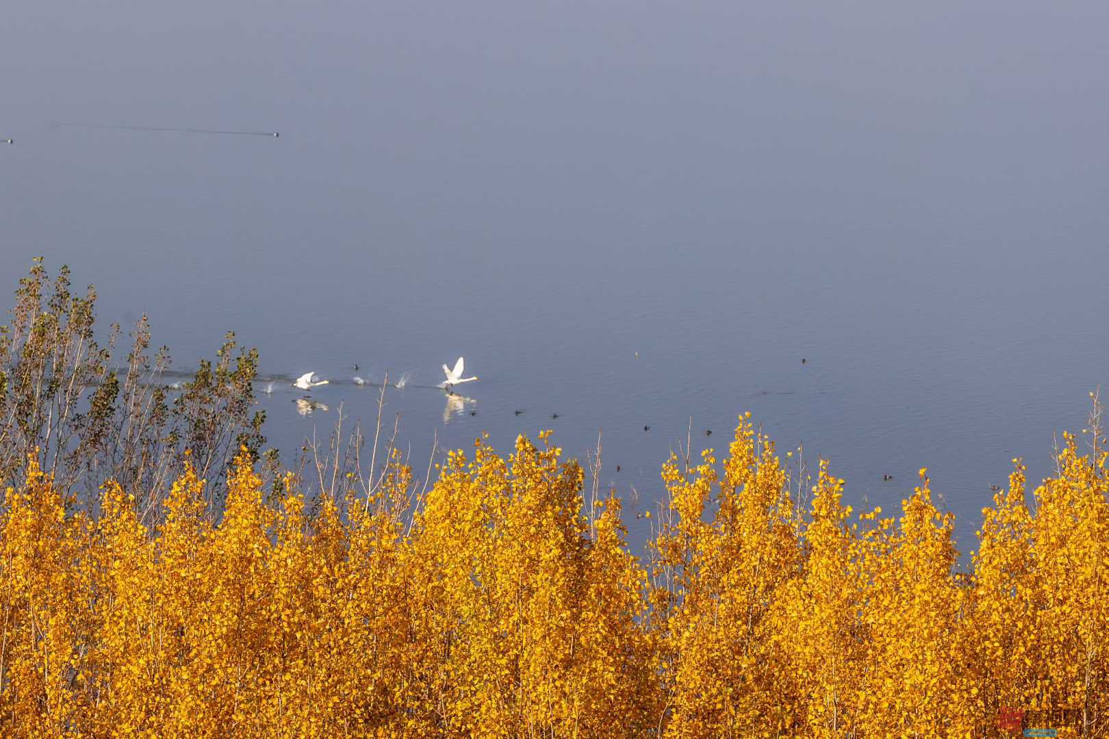 袁小保_2025-11-06_173031_695 (1).jpg