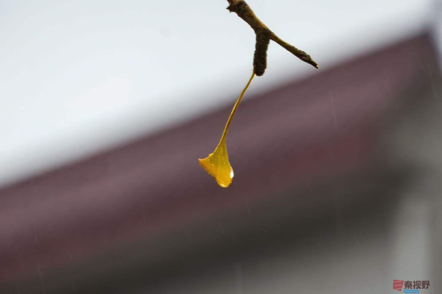 陈耀杰_2025-11-08_143321_232 (2).jpg