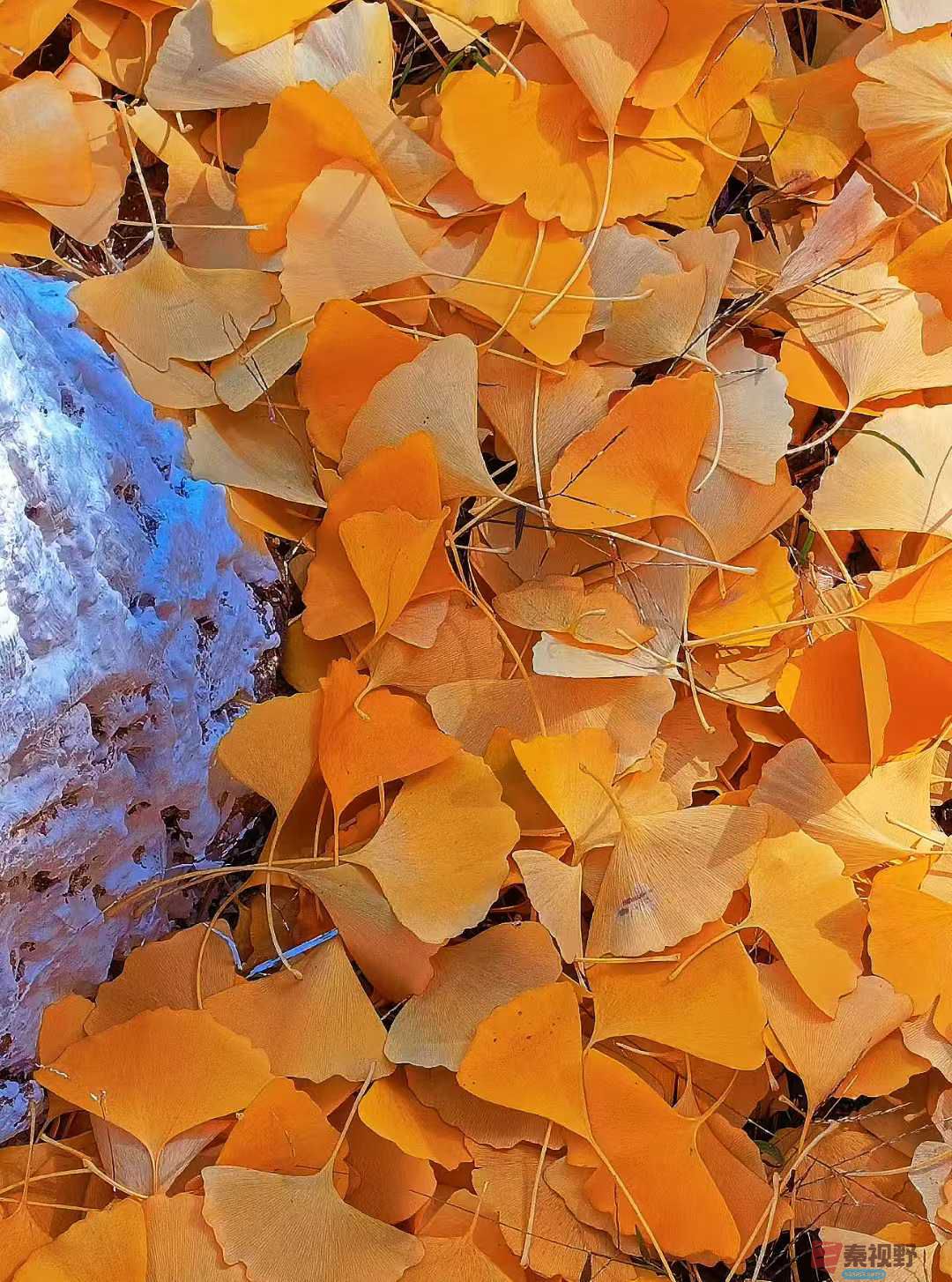 李阳_2025-11-08_143628_051 (1).jpg