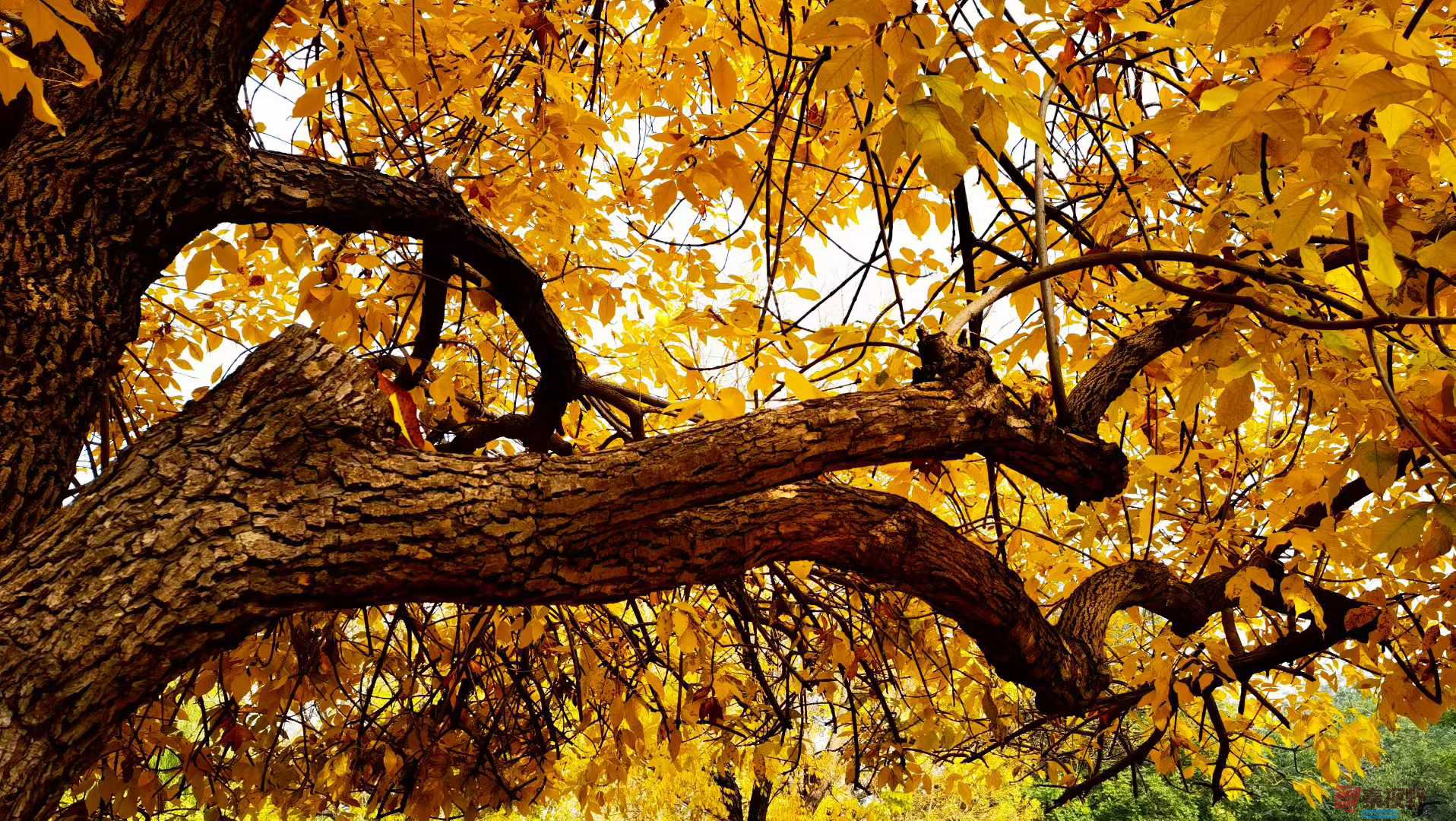 马世国_2025-11-08_143959_112 (4).jpg