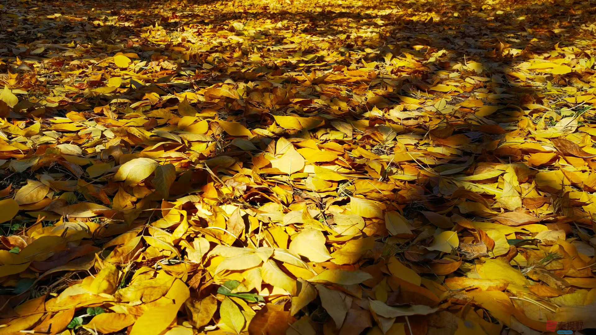 马世国_2025-11-08_143959_112 (6).jpg