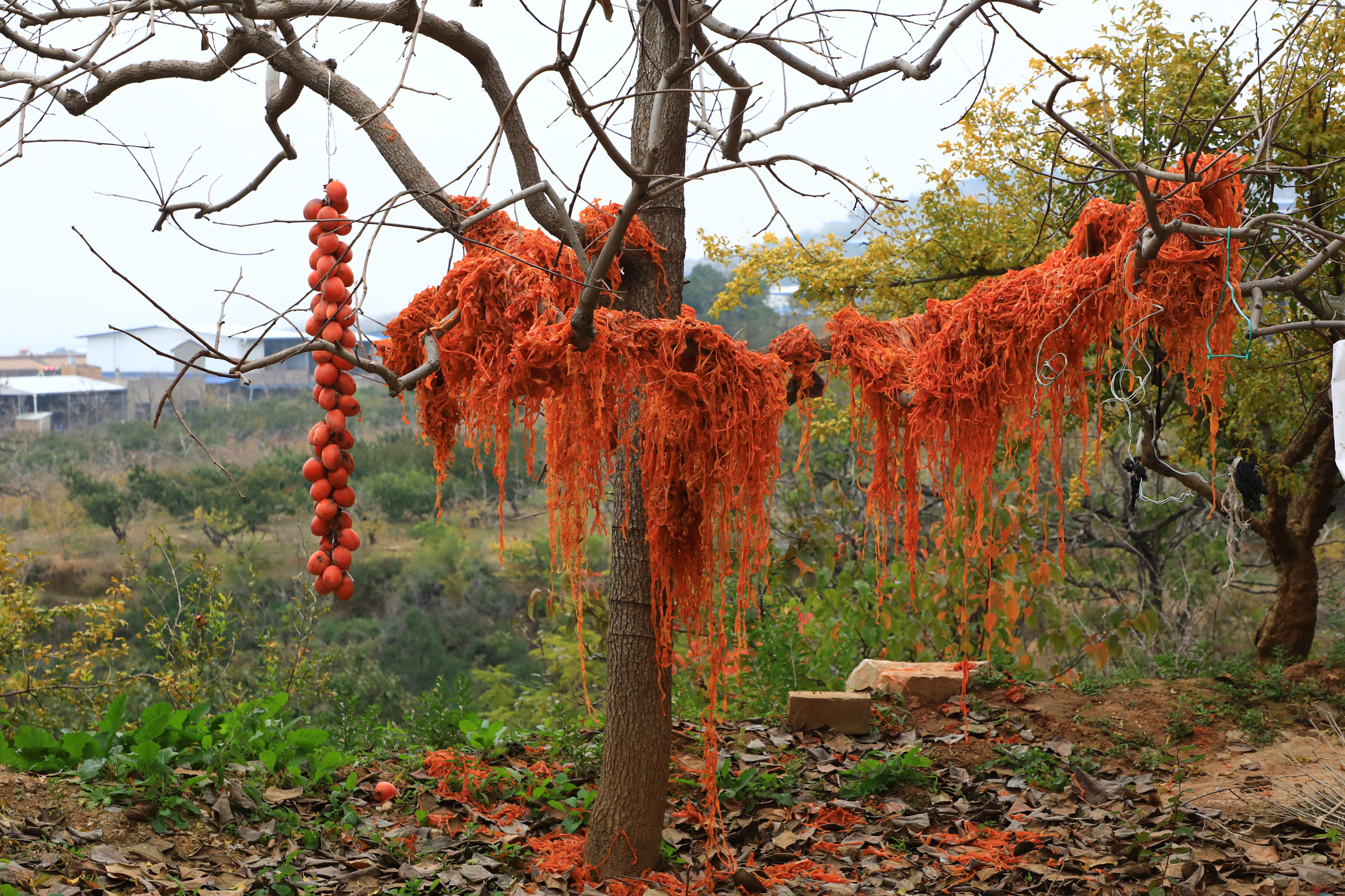 牛鸿儒_20251107160128_1381_370 (1).jpg