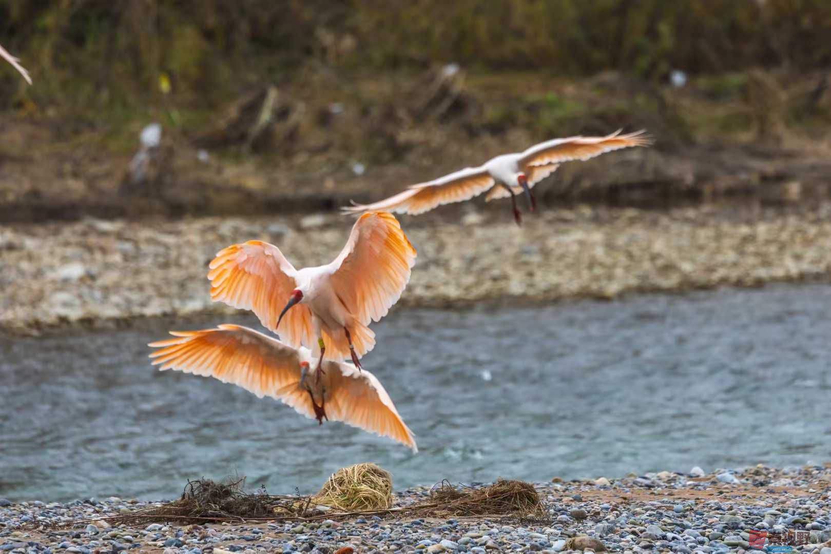 袁小保_2025-11-08_184221_515 (3).jpg