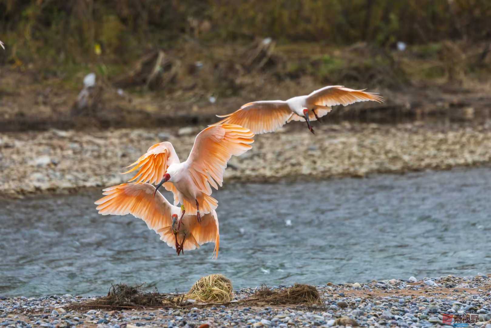 袁小保_2025-11-08_184221_515 (4).jpg