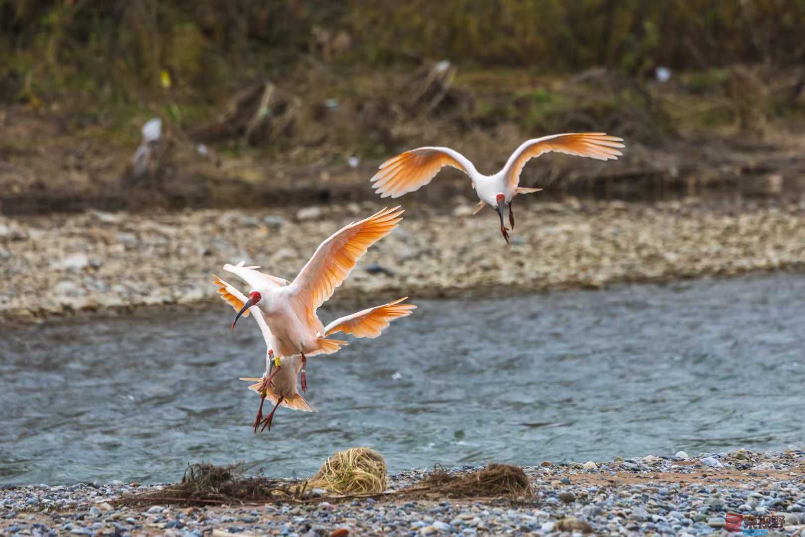 袁小保_2025-11-08_184221_515 (6).jpg