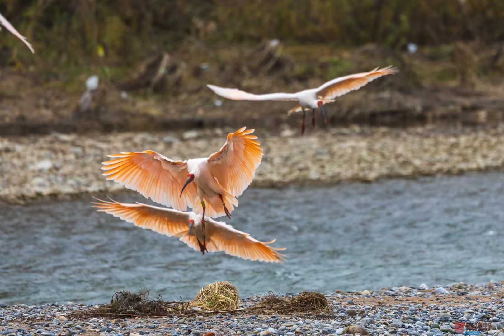 袁小保_2025-11-09_233545_427 (1).jpg