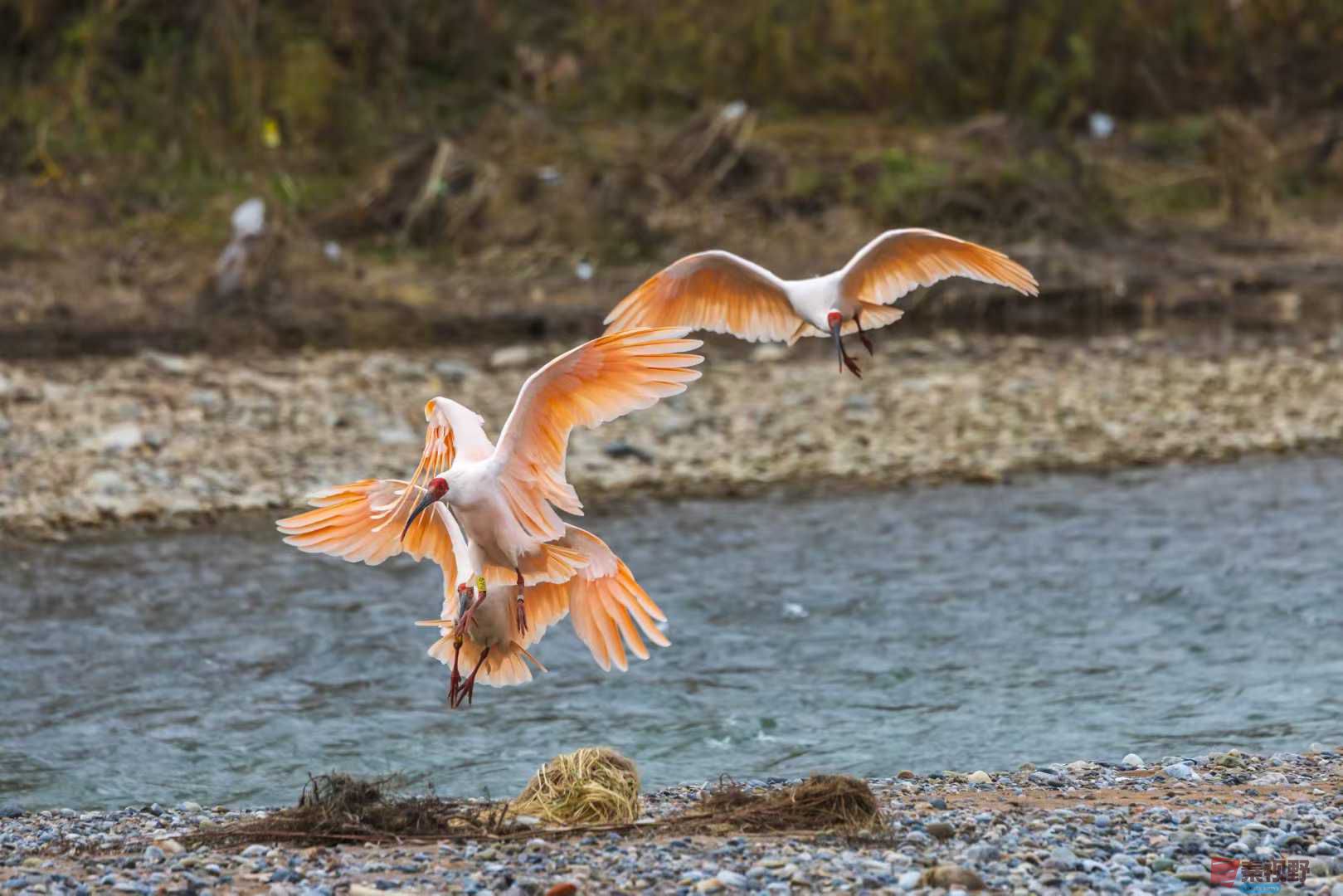 袁小保_2025-11-09_233545_427 (4).jpg