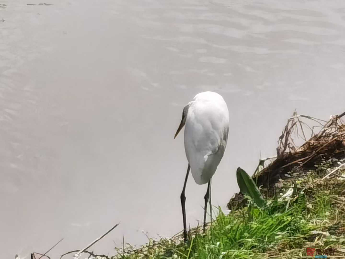 闲庭信步【摄影刘辉】