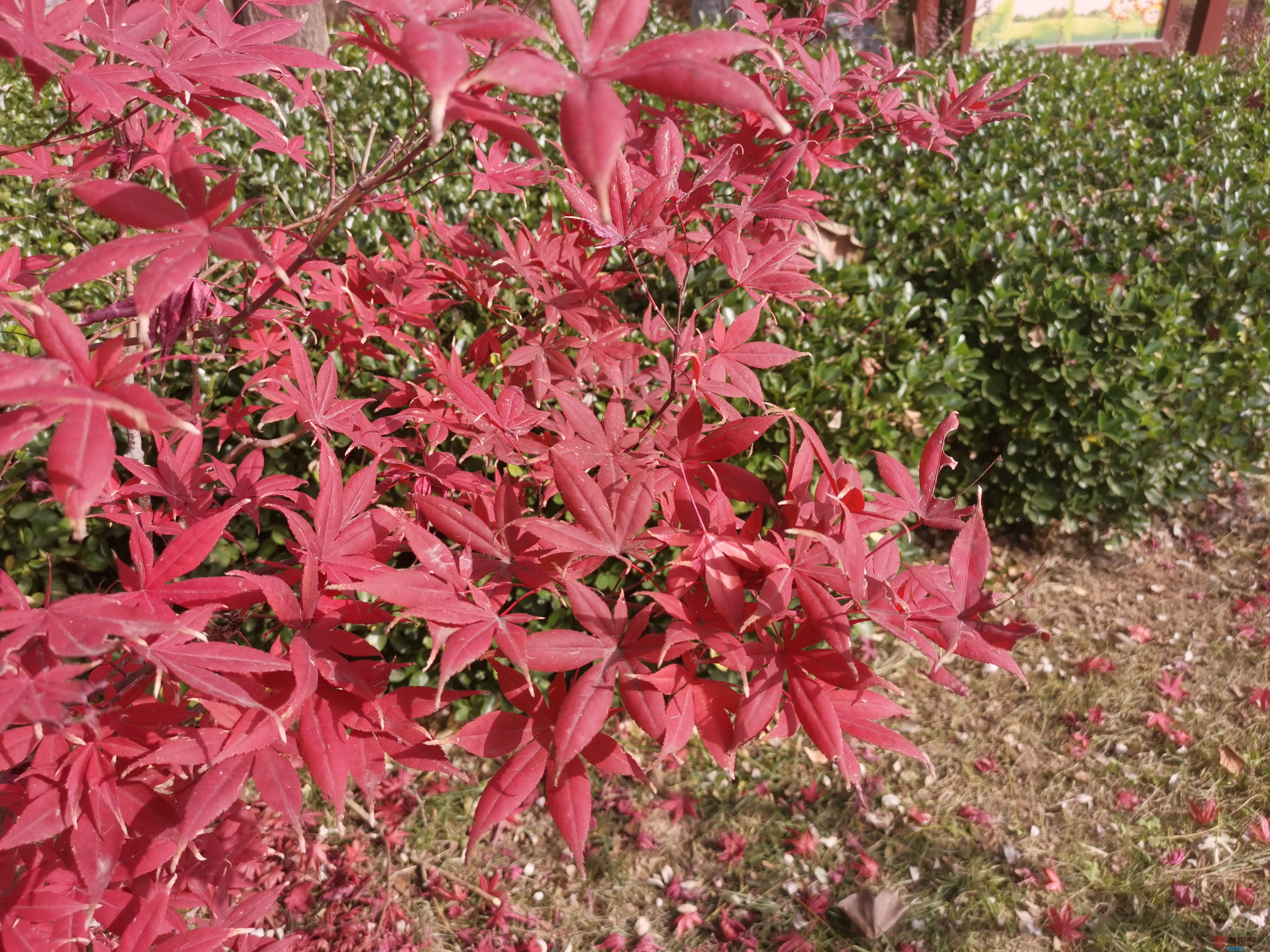 李维杰_20251112134245_1_482 (7).jpg