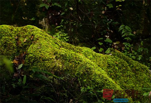 绿意盎然【摄影肖宝清】