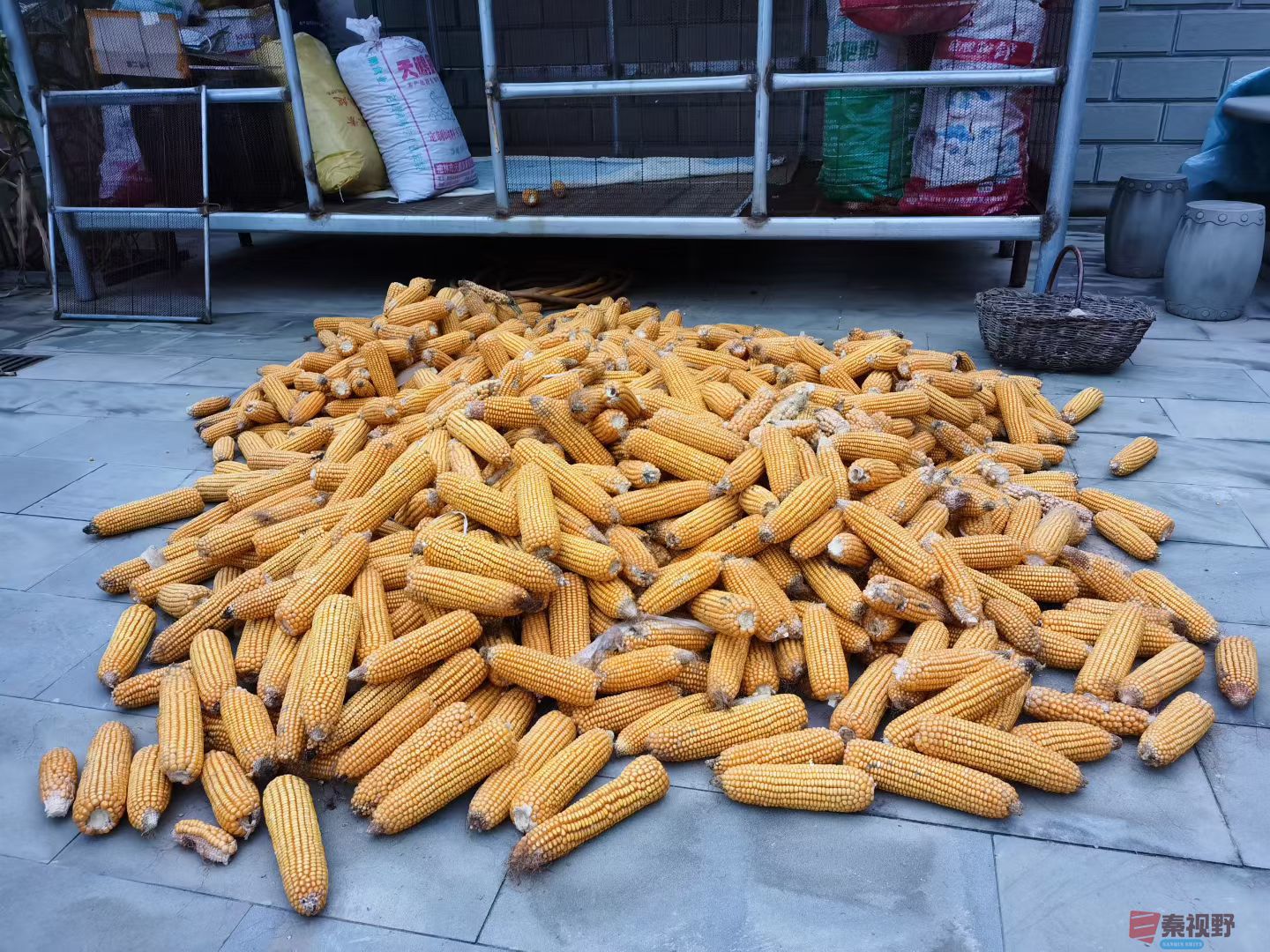 秋收时节【摄影张文联】