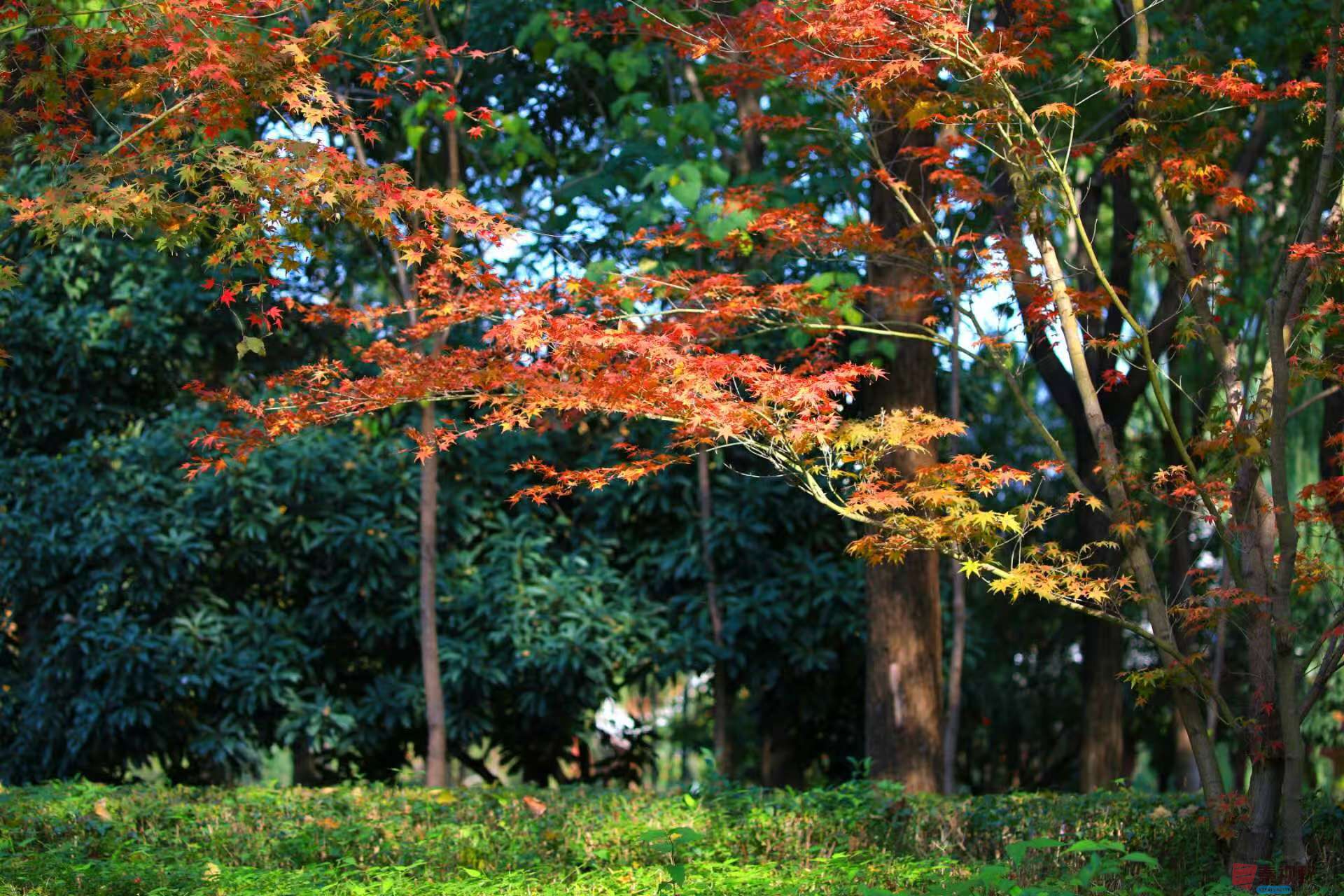 寇群利_20251114082116_3296_463 (1).jpg