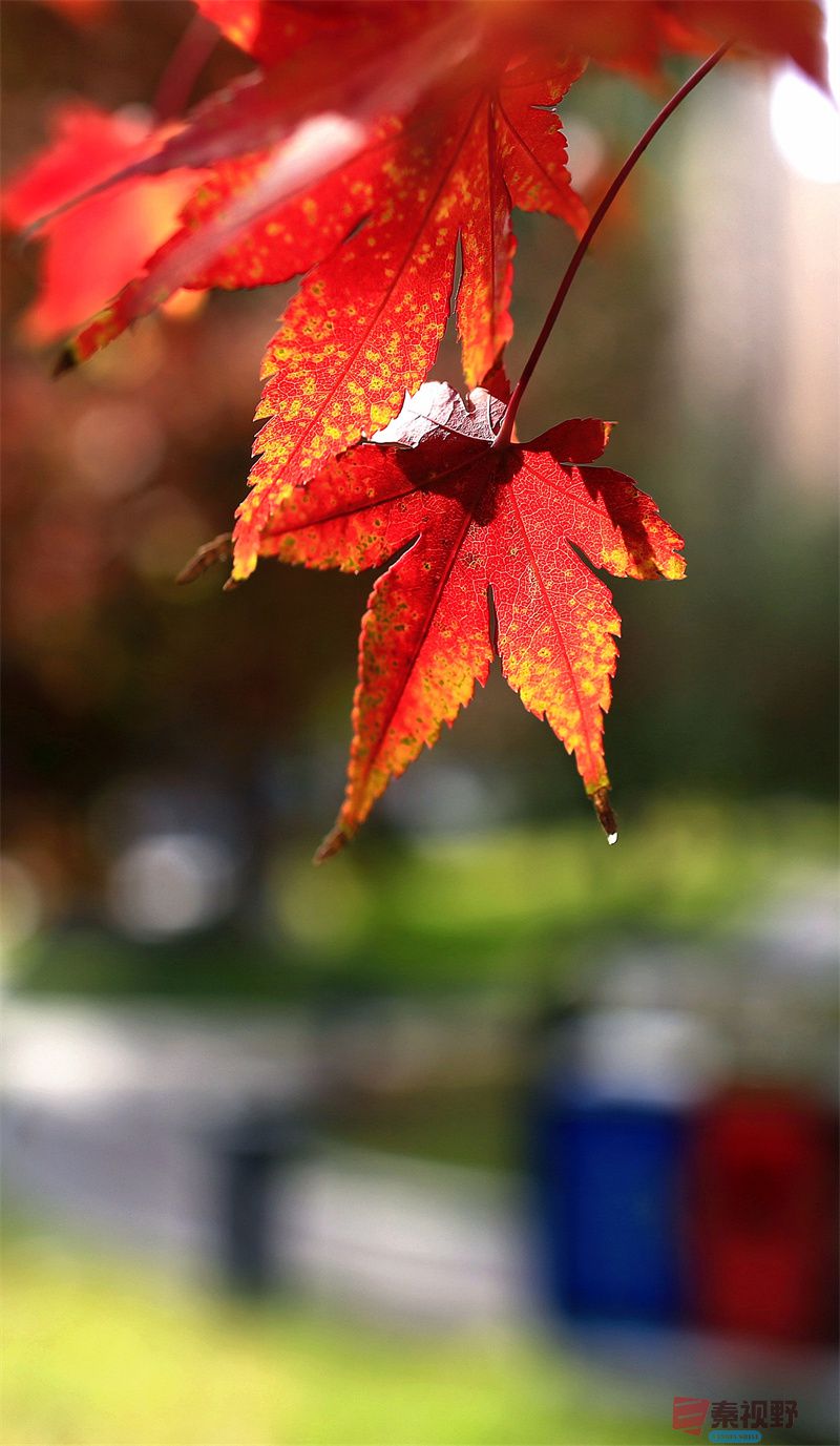 深秋景色【摄影寇群利】