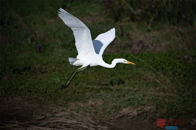 元胜利压缩20251118 (11).jpg