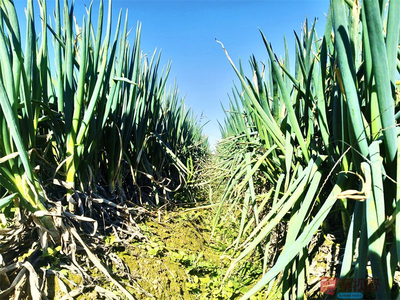 西安鄠邑区郝村滩的大葱【摄影任周民 】