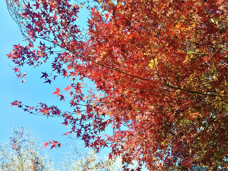  鄠邑区丁村红枫林【摄影任周民】