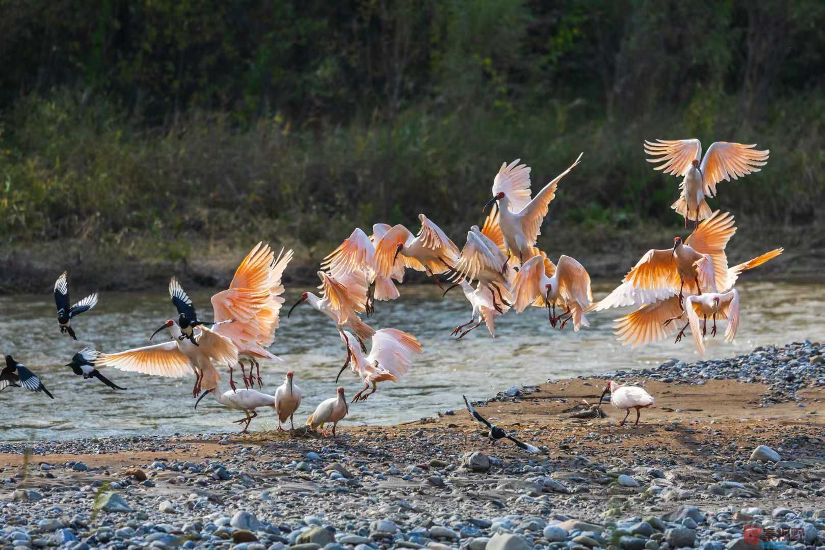 初冬时节的铜川朱鹮【摄影袁小保】