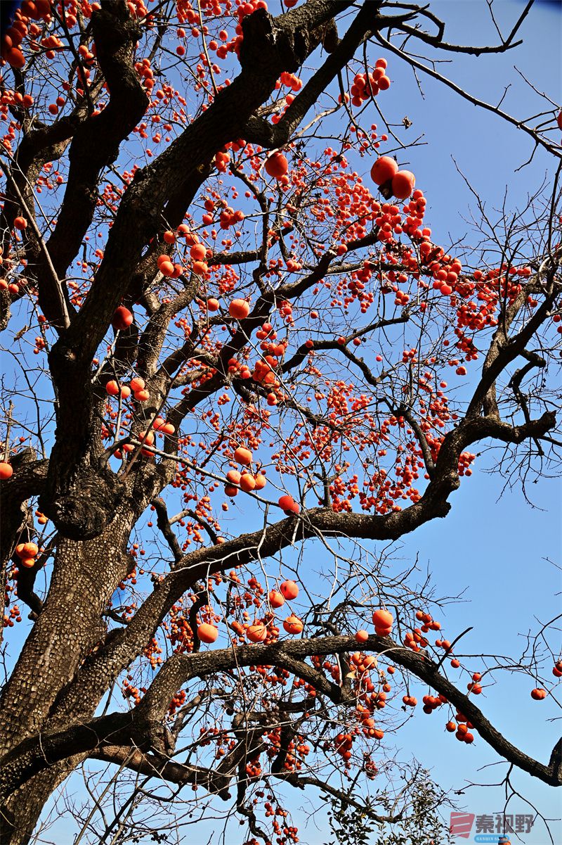 火罐柿子高高挂【摄影肖宝清】