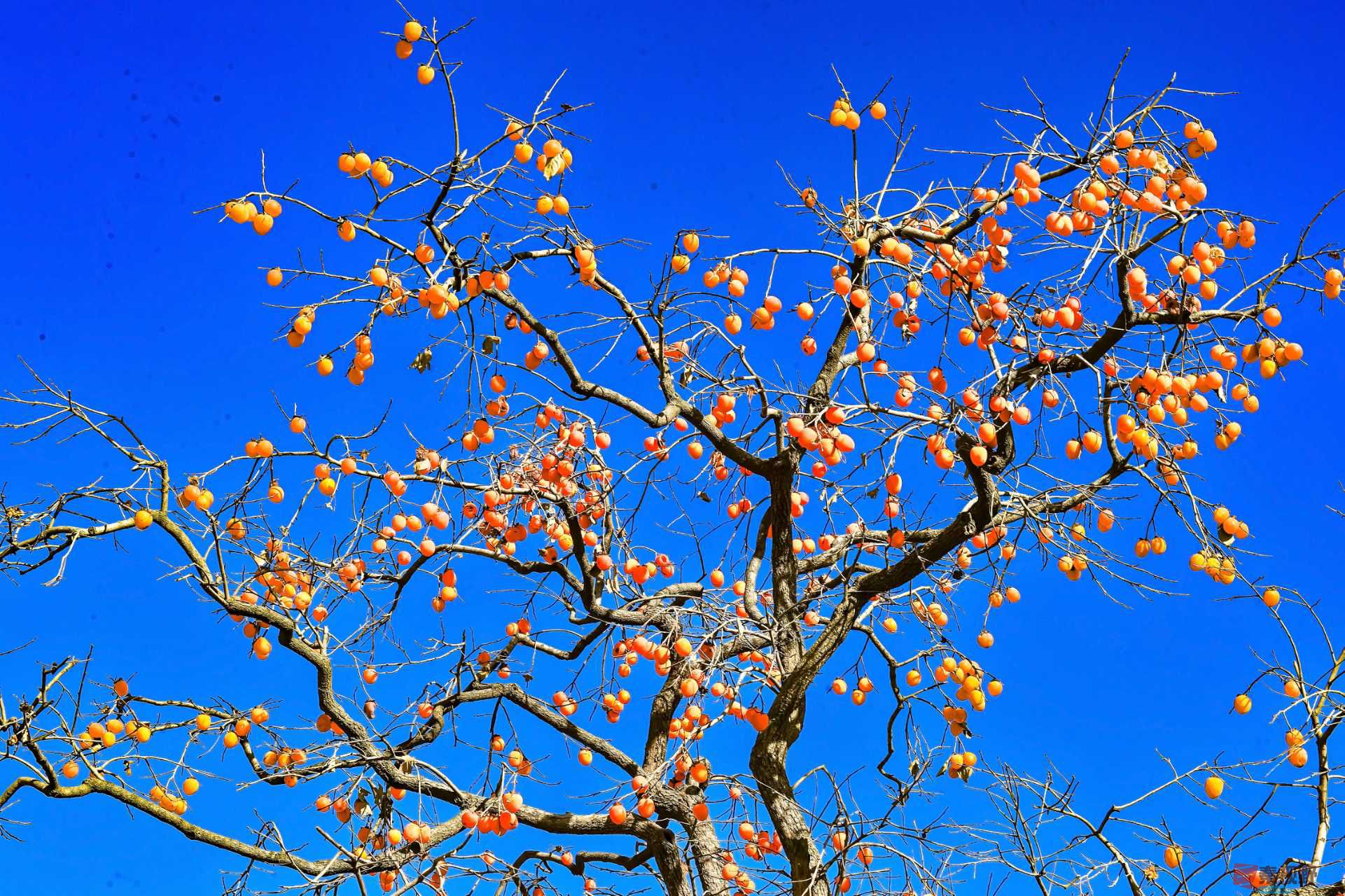 陈耀杰_20251120132032_3543_463 (6)(1).jpg