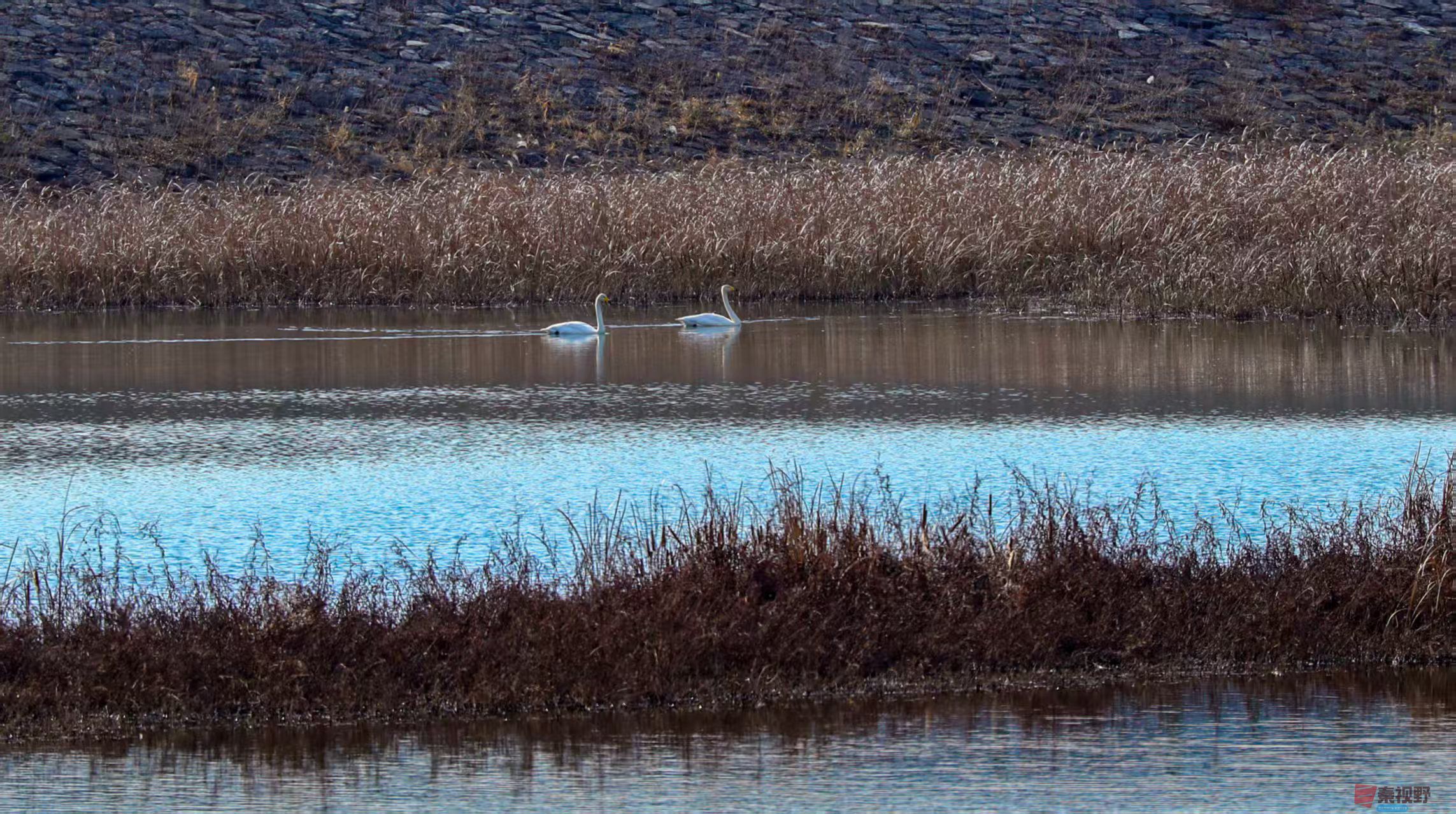 铜川初冬的白天鹅【摄影李雪平】