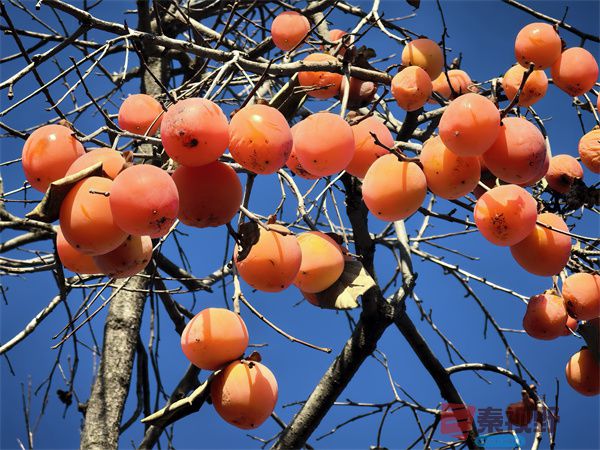 初冬的柿子（2）【摄影刘孝文】