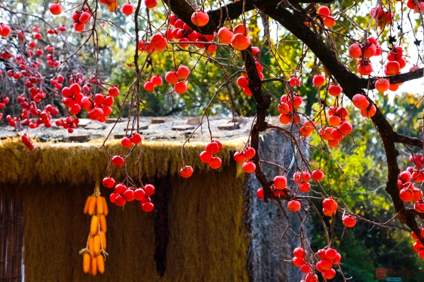 刘胜军_20251122164325_2510_104 (1).jpg