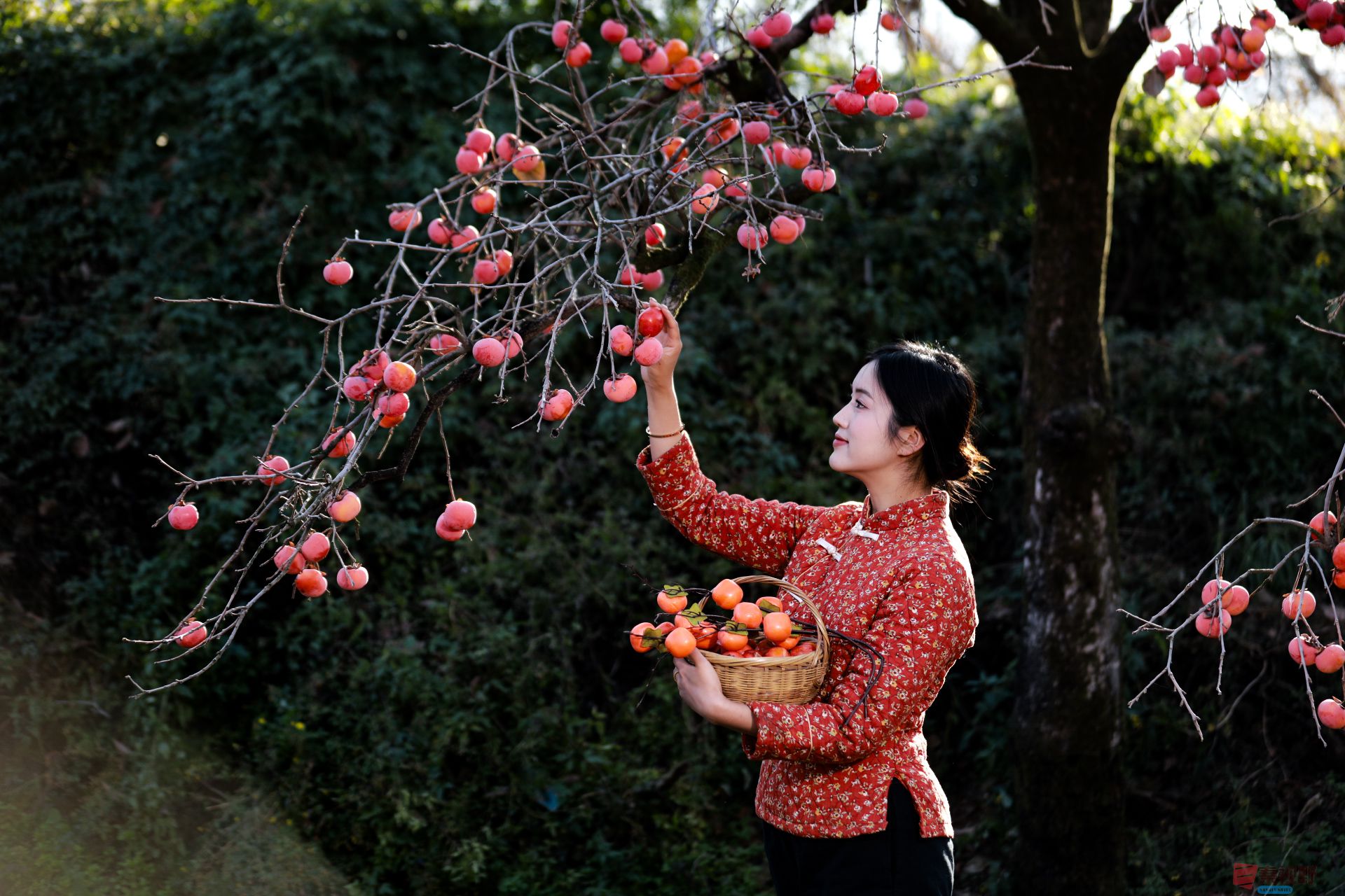 柿子熟透啦【摄影刘胜军】