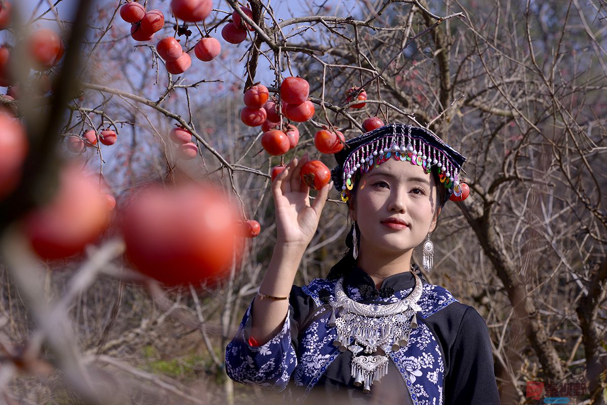 <strong>初冬红柿映园林   浓妆淡抹总相宜（1）【摄影赵建华】</strong>