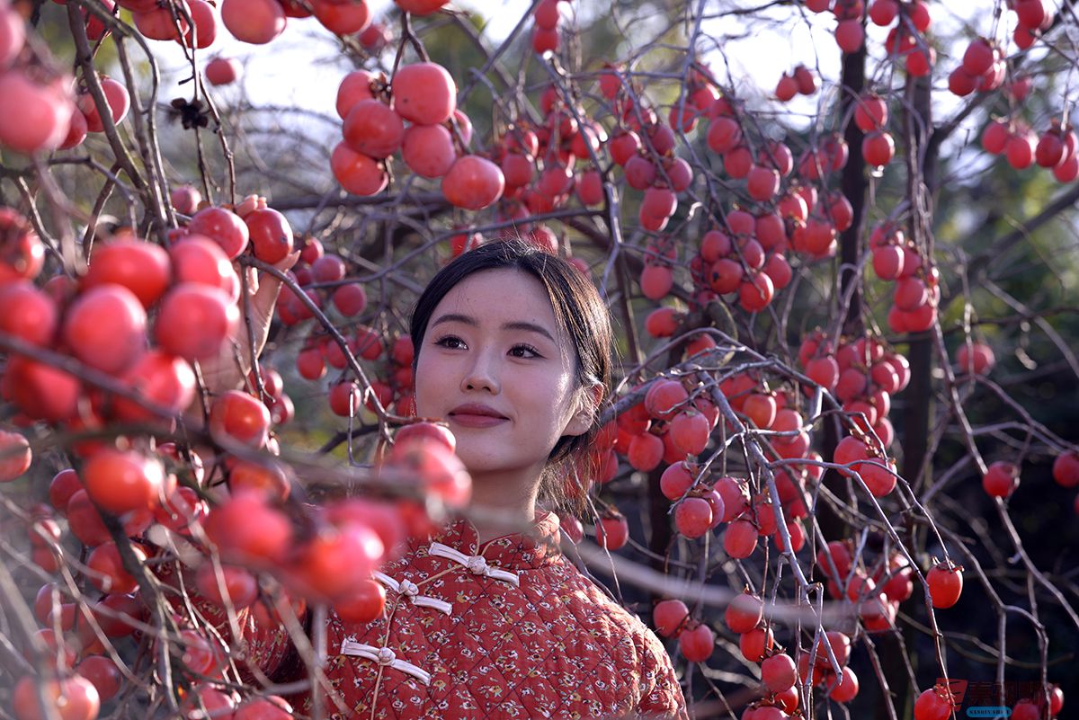 <strong>初冬红柿映园林   浓妆淡抹总相宜（2）【摄影赵建华】</strong>