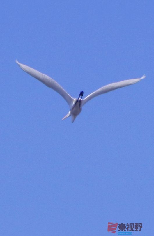 大雁飞过万重山【摄影王顺利】