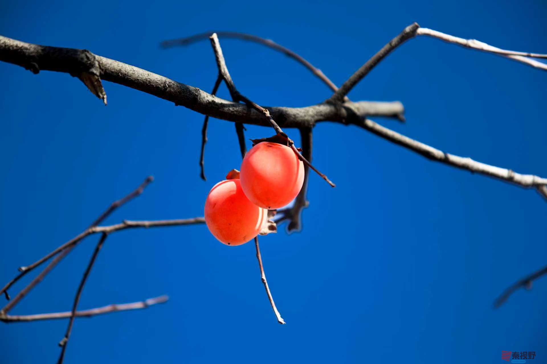 初冬的华原【摄影陈耀杰】