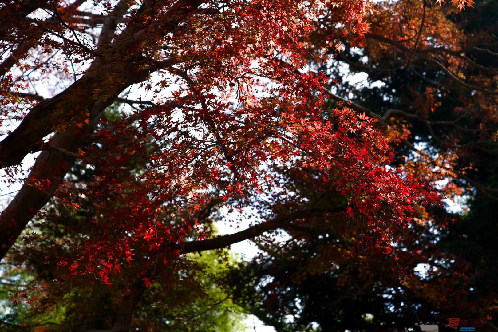 张巧玲_2025-11-24_211838_435 (6).jpg