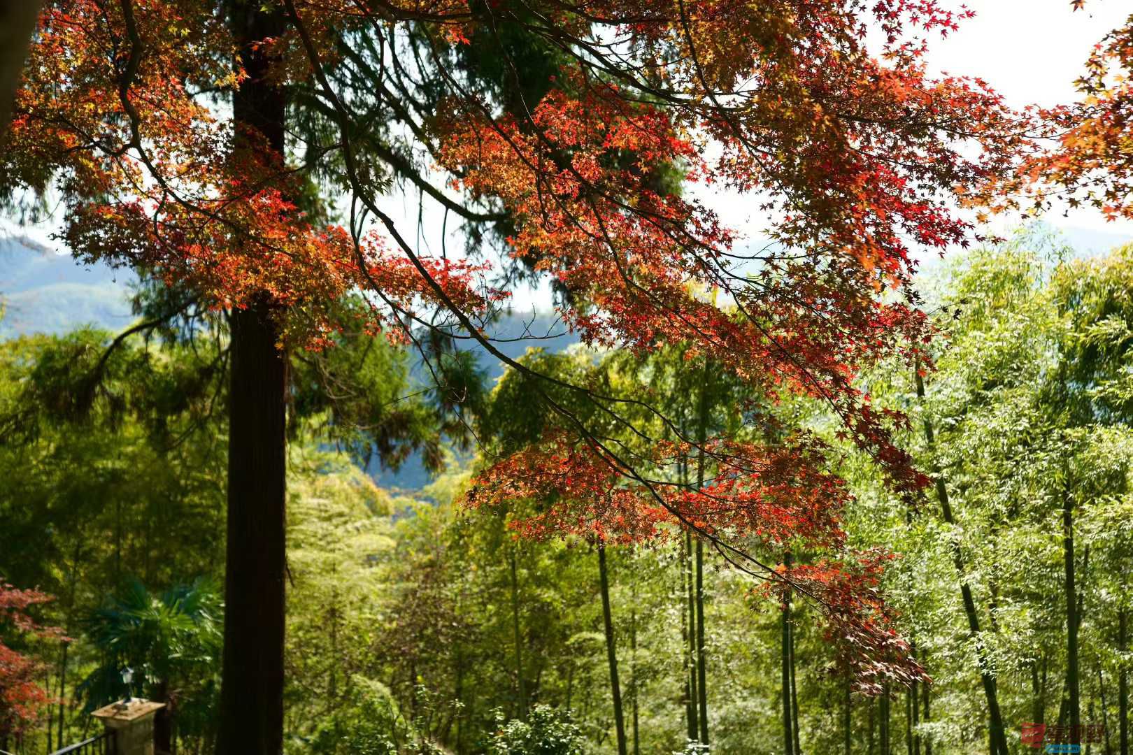 张巧玲_2025-11-24_211838_435 (8).jpg