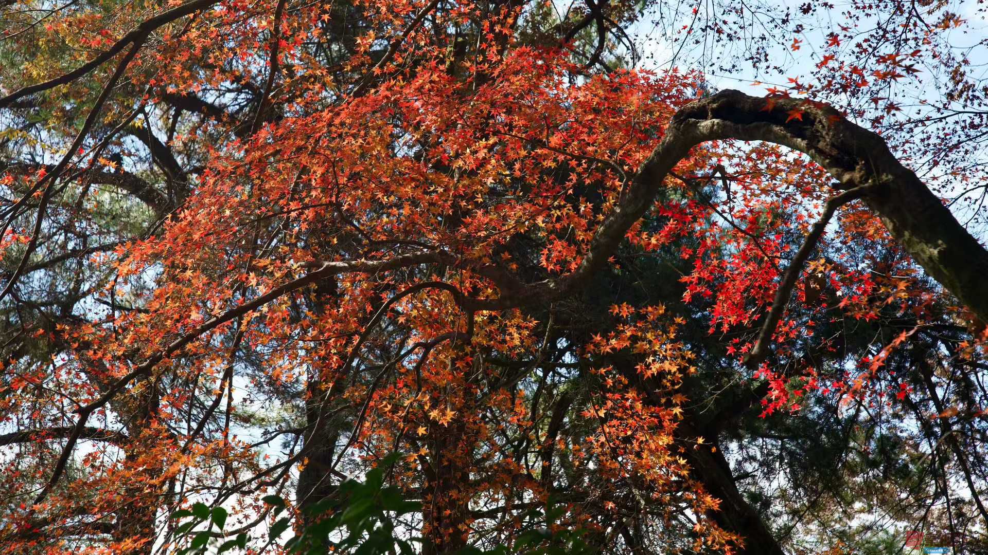 张巧玲_2025-11-24_211838_435 (9).jpg