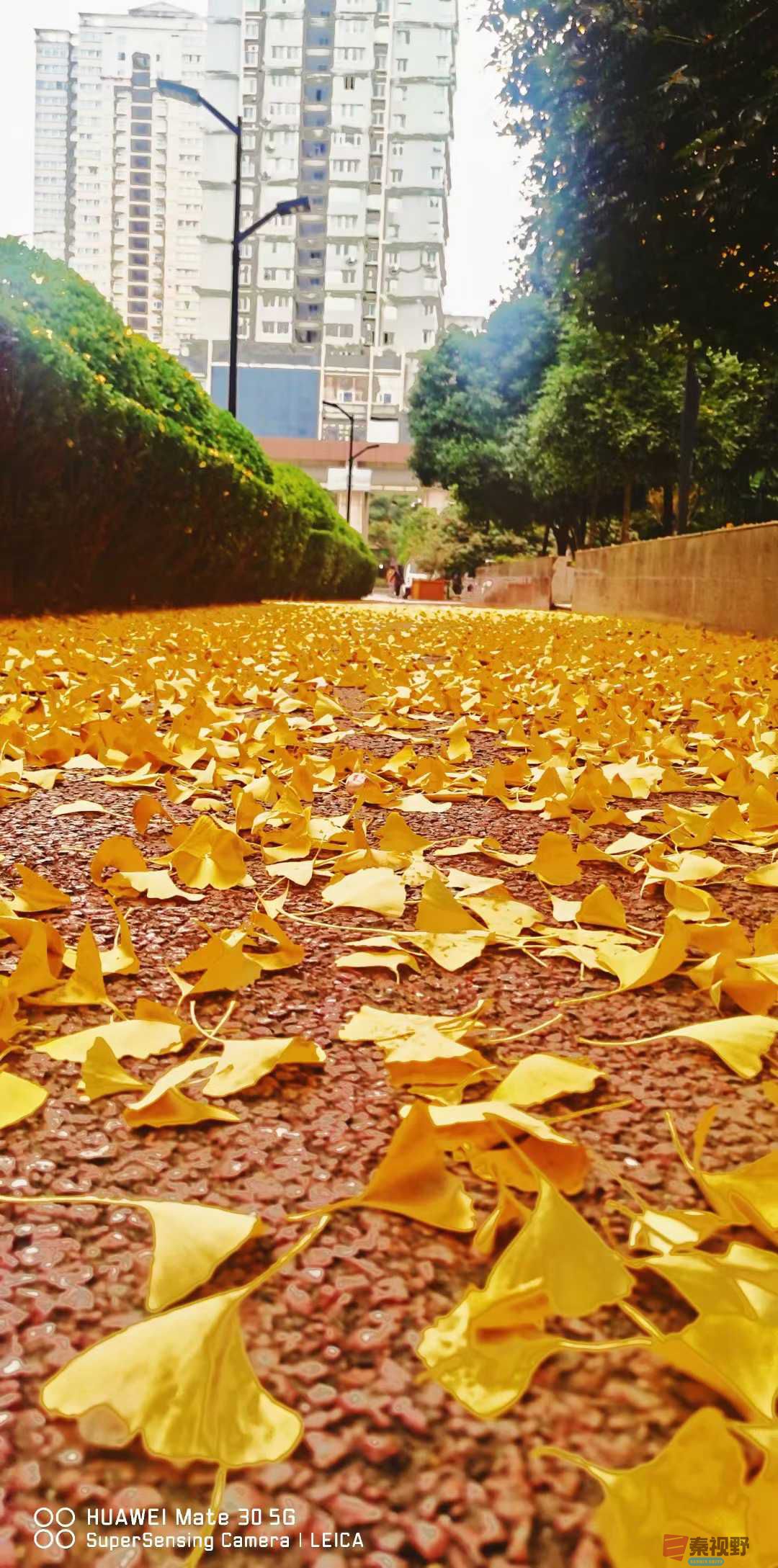 秋韵【摄影张高翔】