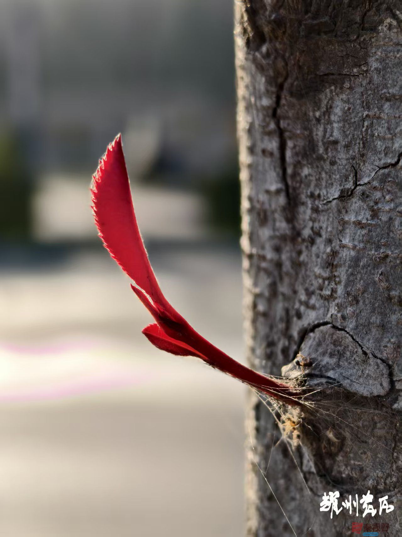 宋宝文_20251125194255_3831_463 (4).jpg