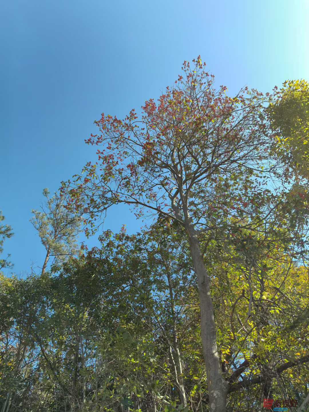 王子文_2025-11-25_122709_388 (4).jpg