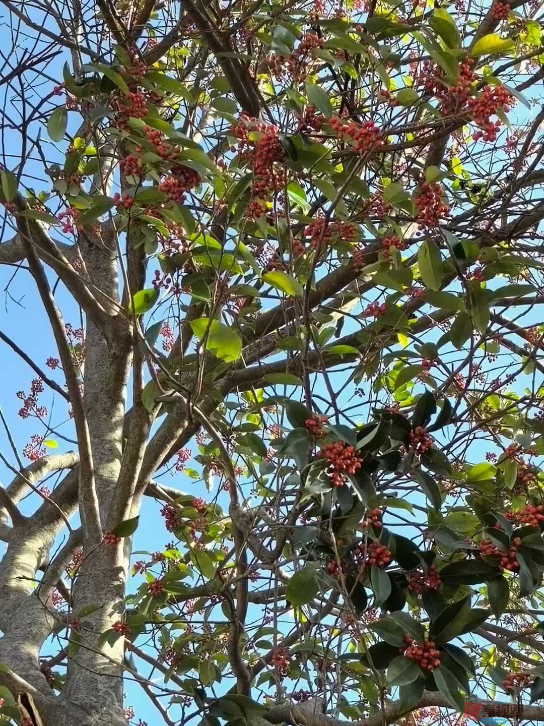 王子文_2025-11-25_122709_388 (1).jpg