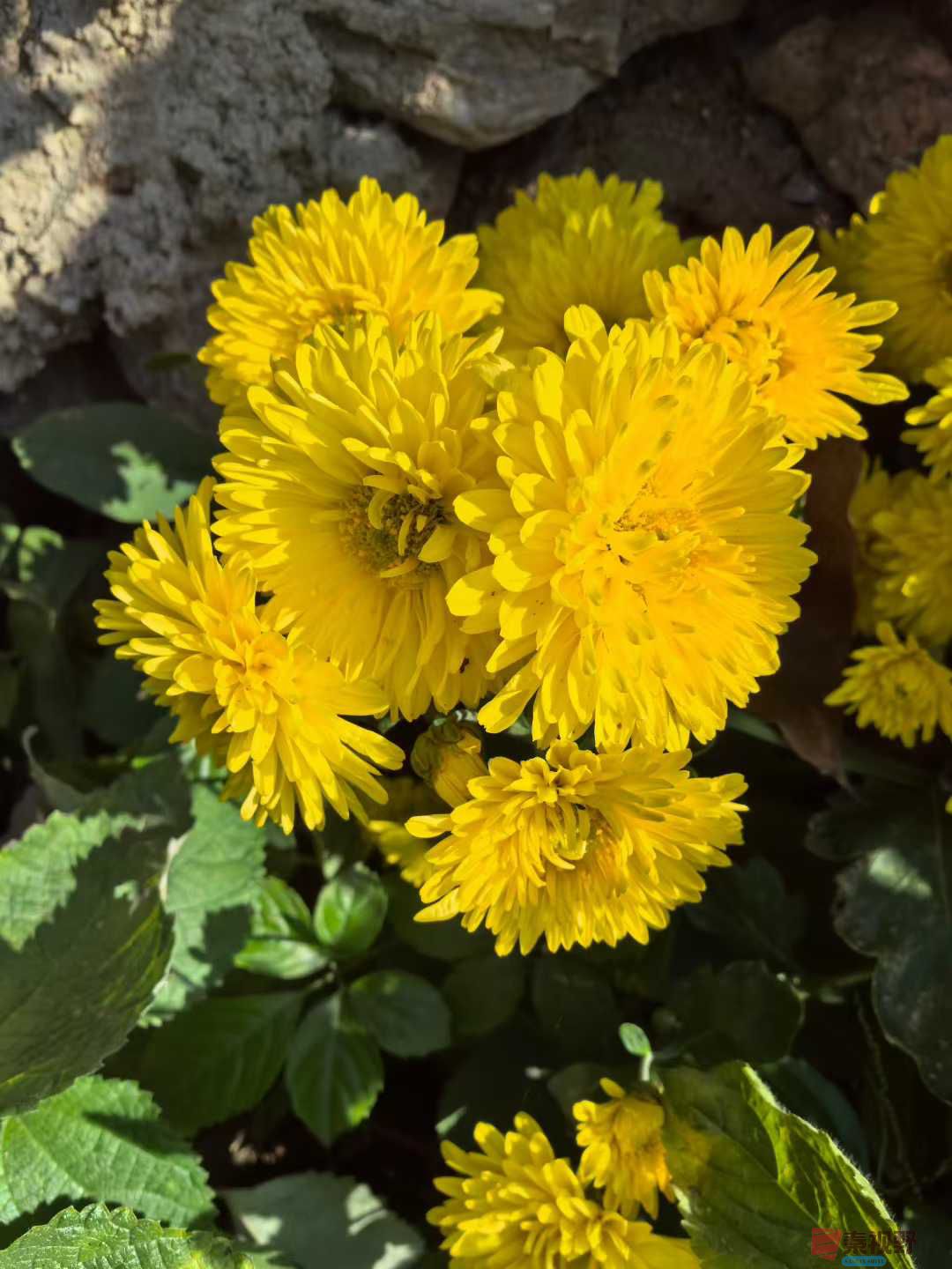 神鹰山庄的初冬景色【摄影王子文】