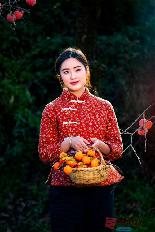 <strong>初冬的柿子格外红【摄影张宝光】</strong>
